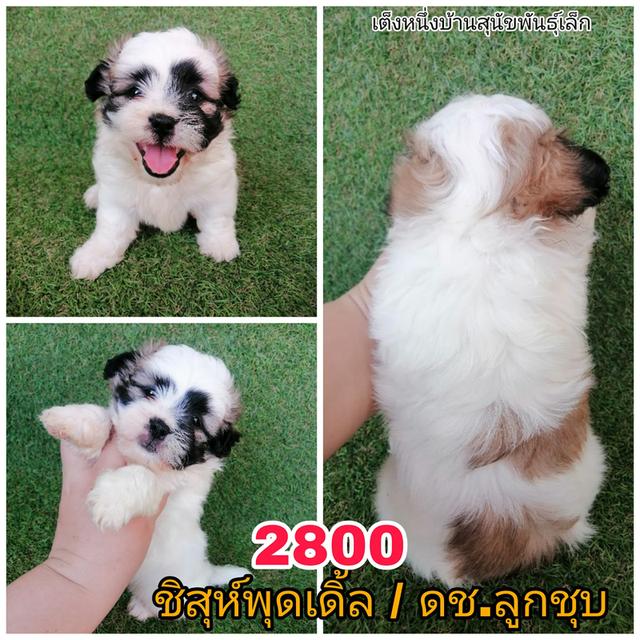 ชิสุห์ผสมปอม ชิสุห์ผสมชิวาว่า พร้อมย้าย