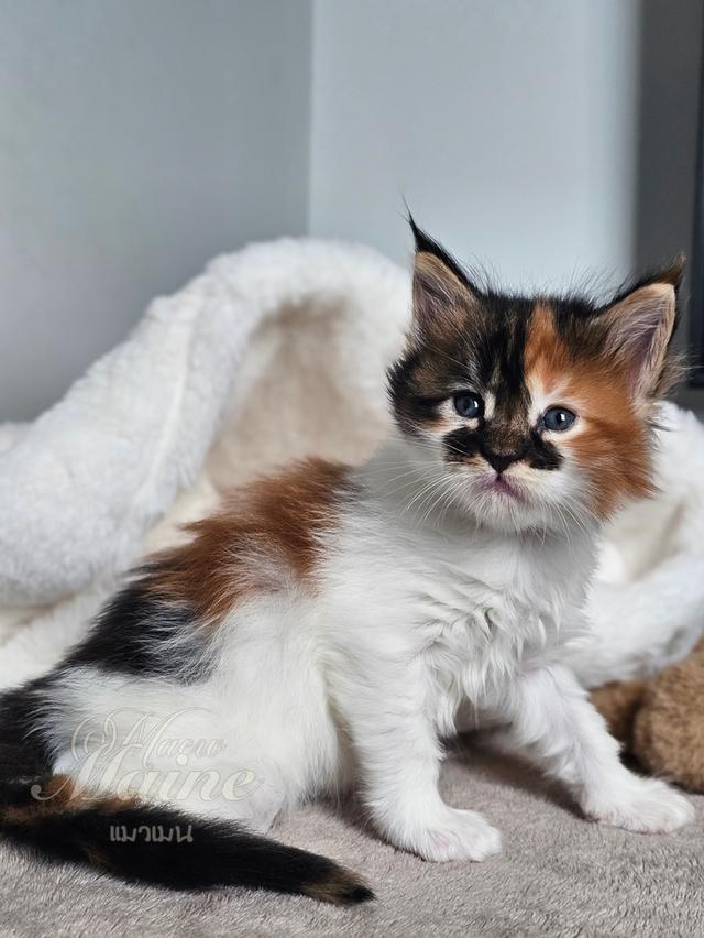 ลูกแมวเมนคูนแท้ เพศเมีย 3