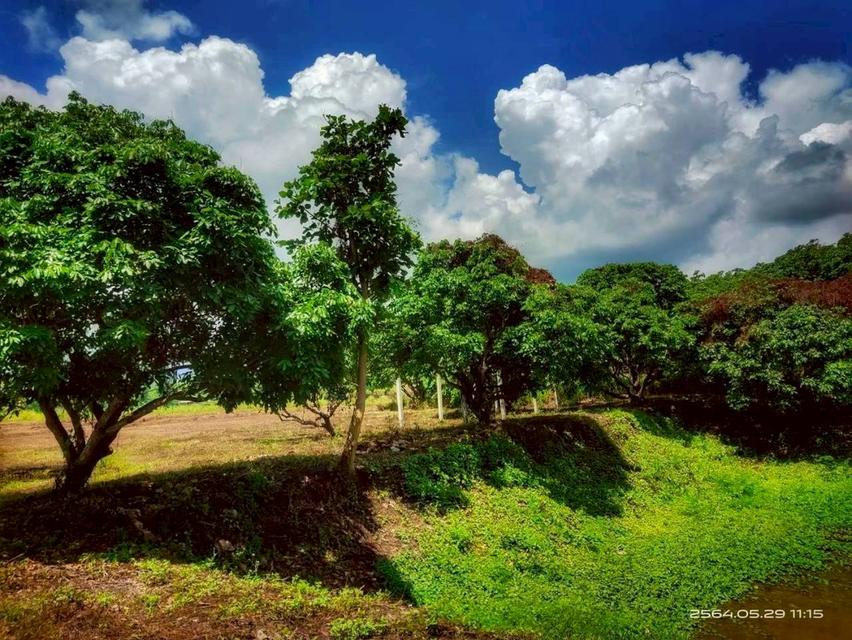 ขายด่วนที่ดินแม่แตงวิวดอยเหมาะทำบ้านพัก รูปที่ 9