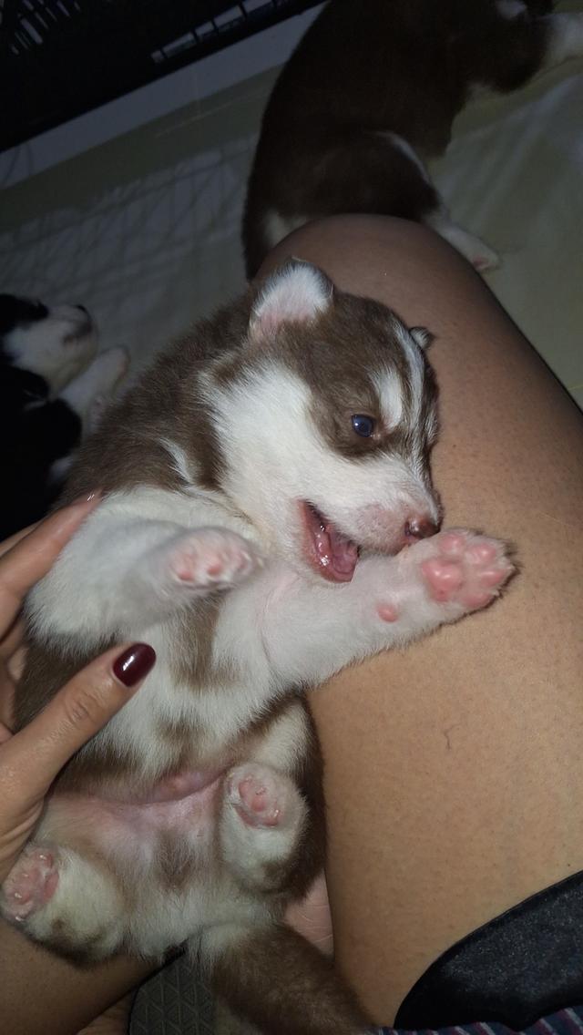 ไซบีเรียน 6