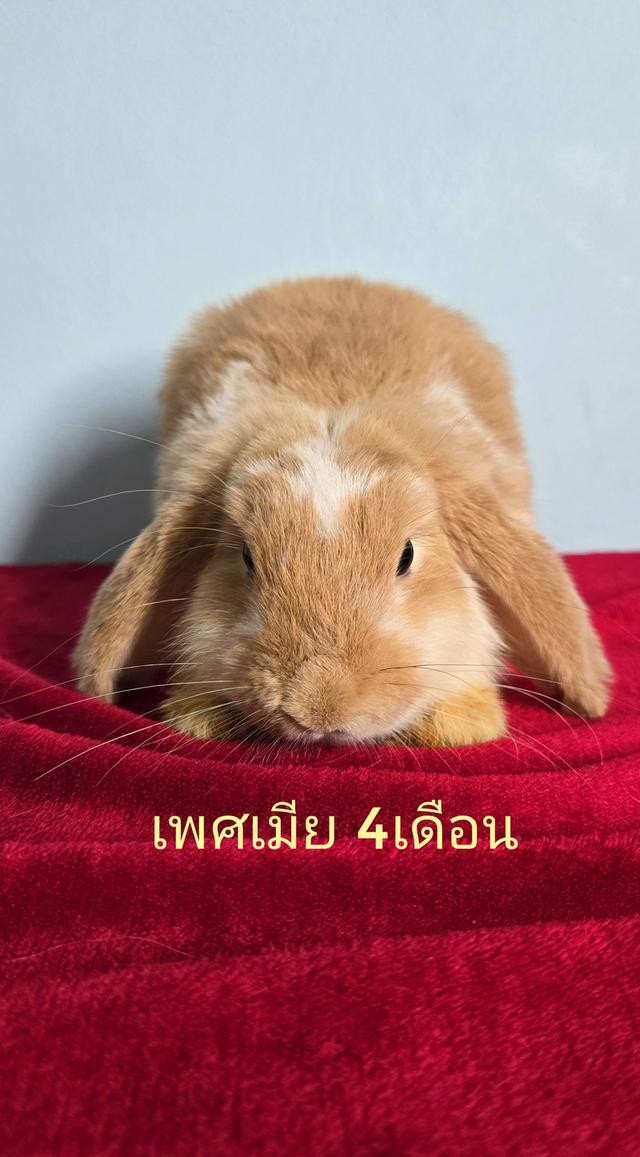 กระต่าย