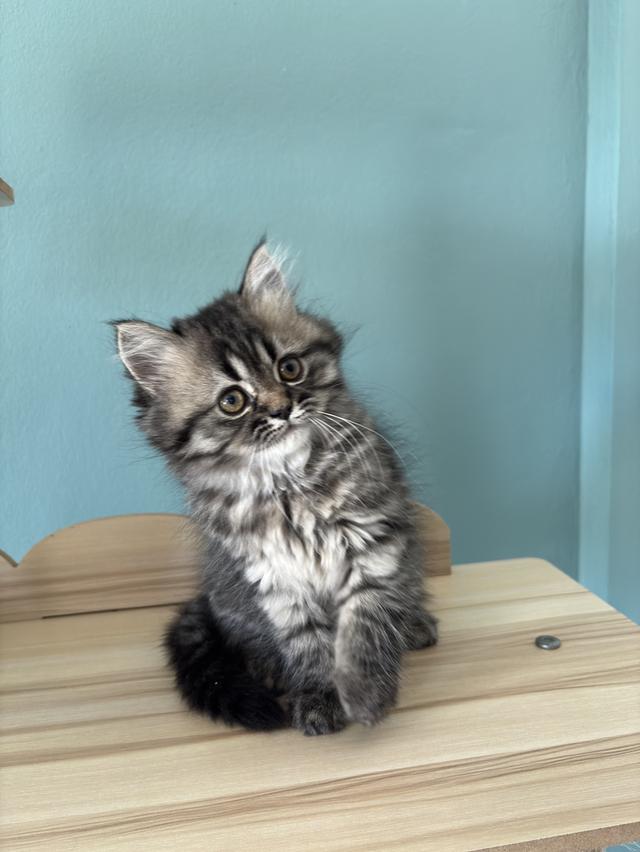 แมวเปอร์เซีย น่ารัก ขี้อ้อน 4