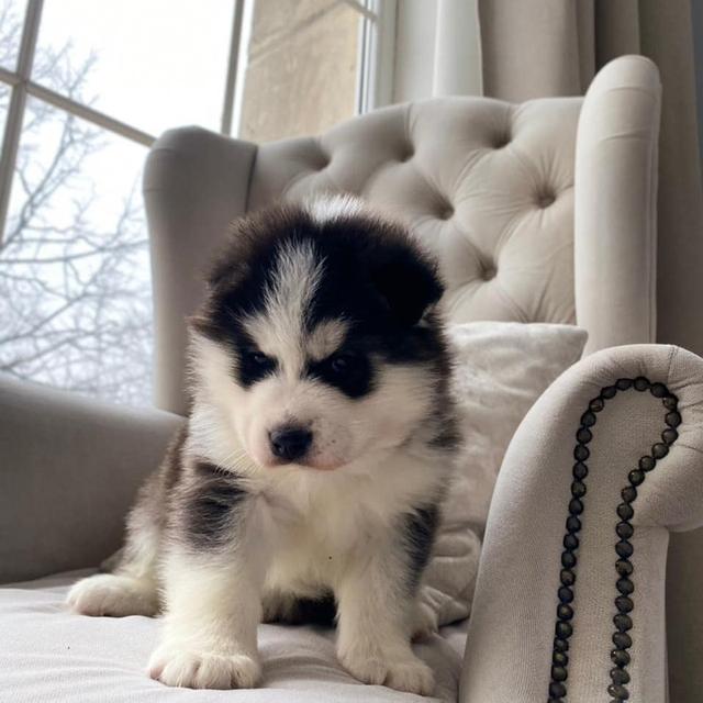 Pomsky Puppies Available  WhatsApp me : +66 63 826 3042 รูปที่ 2