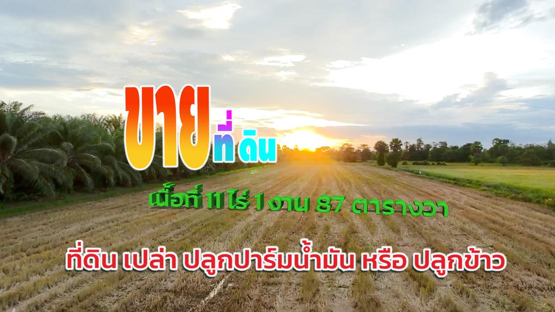 ขายทีดิน ที่นา  1