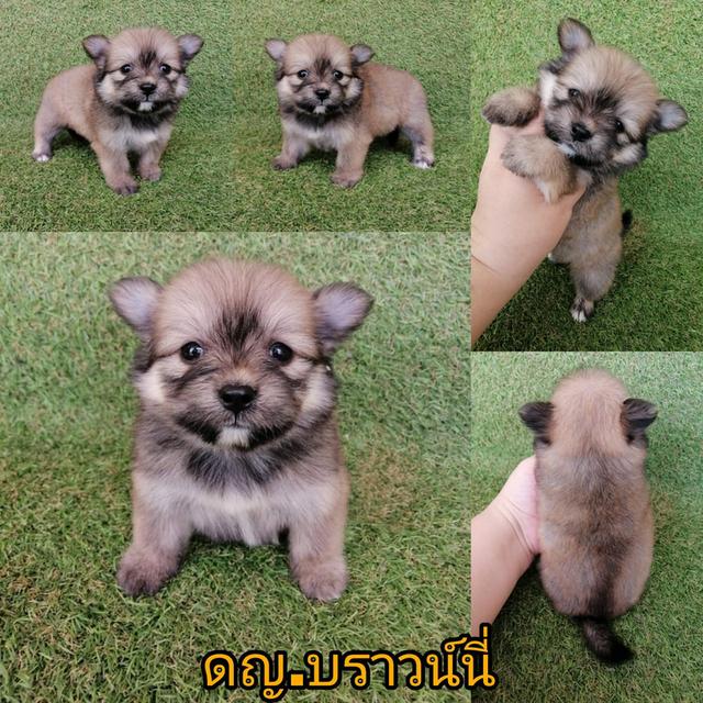 ด่วน!! 4500 ลดเหลือ 3500 ปอมชิวาว่า ญ. พร้อมย้าย