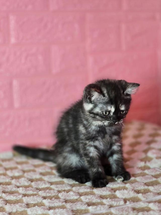 ส ก็ อ ต ติ ช โฟ ล ด์ รูปที่ 3