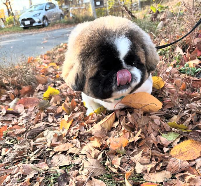 หาบ้านให้น้องหมาพันธุ์ Pekingese 2