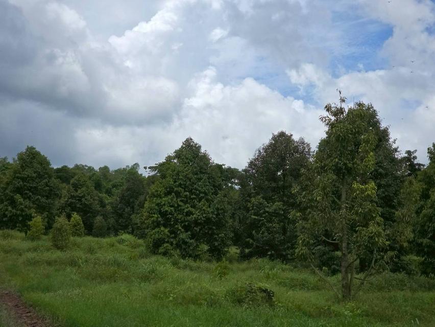 ขาย สวนเกษตร ฟาร์ม 914.75 ไร่ 4