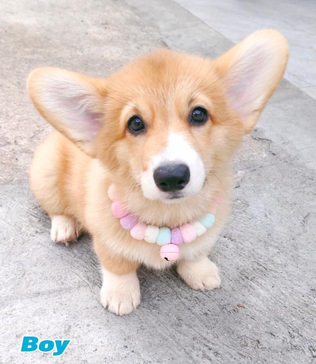 คอร์กี้พร้อมย้ายบ้านครับ 15