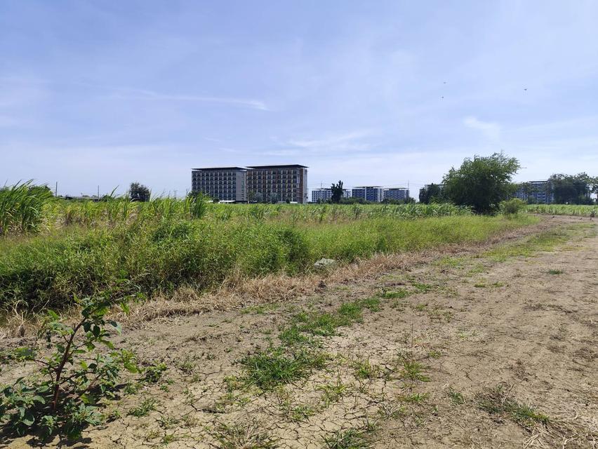 ขายที่ดินเปล่า แปลงธรรมชาติ ท่ามกลางไร่อ้อย ใกล้ มหาวิทยาลัย เกษตรศาสตร์ วิทยาเขตกำแพงแสน นครปฐม 4