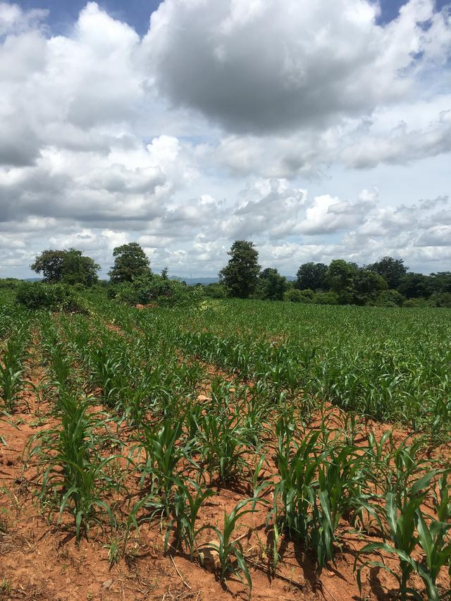 ขายที่ดินโฉนดเขาใหญ่ เนินเขา วิวสวย 28 ไร่ 1 งาน 83 ตารางวา ต.วังไทร อ.ปากช่อง จ.นครราชสีมา 4