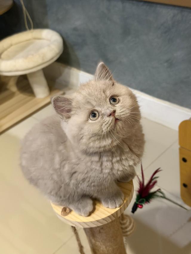 แมวบริติชสายเลือดแชมป์