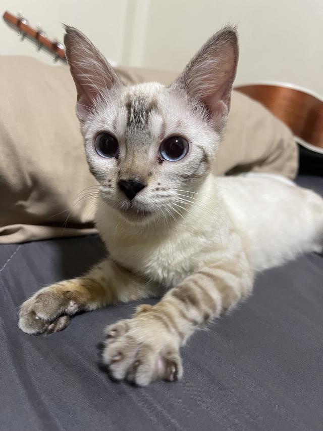 แมวเบงกอล สีสโนว์ลิ้ง ตาฟ้า