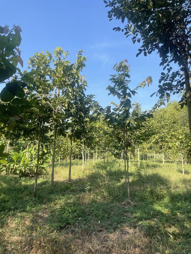 ขายที่ดินติดแม่น้ำน่าน อ.ชุมแสง 3