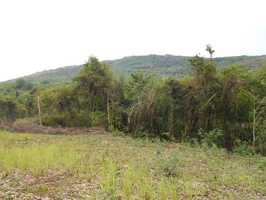 ที่ดินติดลำห้วย บ้านผาแดง ต.นายม อ.เมือง จ.เพชรบูรณ์ 3