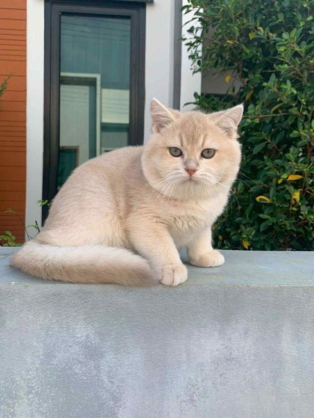 แมว บริติชช็อคแฮร์เด็กผู้ชาย 5เดือน 5