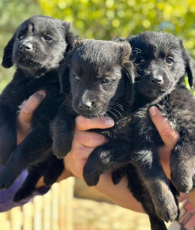 น้องๆ Black Golden Retriever กำลังหาบ้านใหม่ ราคากันเอง 4