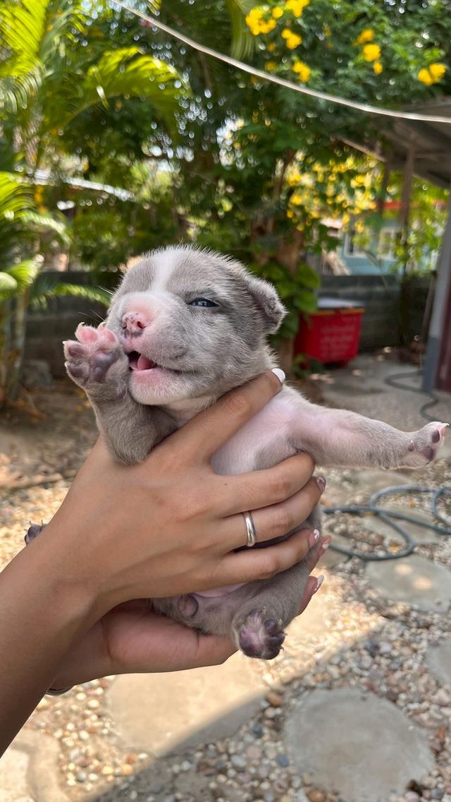 อเมริกันบูลลี่ เอ็กโซติก เพศเมีย