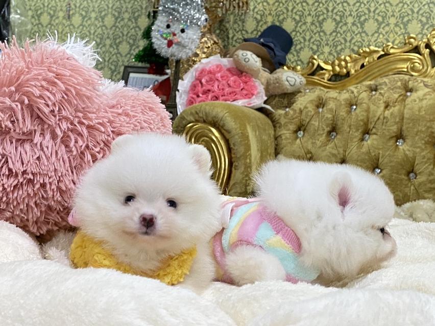 ลูกปอมเมอเรเนียนแท้ น้องน่ารักมากๆ อ้วนกลมฟูหมีๆ สีสวย พร้อมย้ายบ้านค่ะ รูปที่ 8