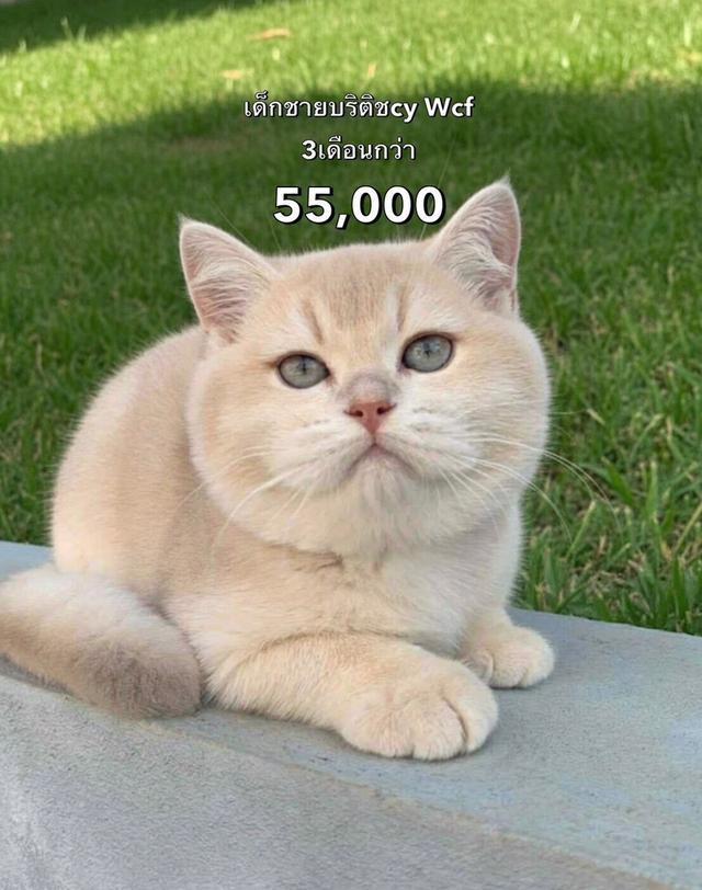 แมวบริติช รวมเด็กๆบริติชในนี้ ใบเพดwcf และรับนำเข้าแมวจาก ตปท.