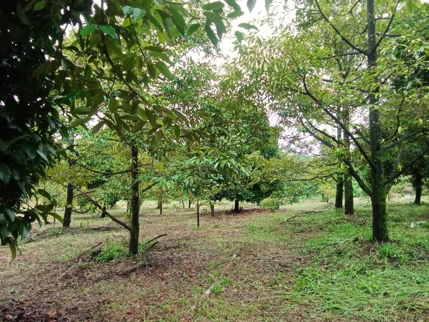 สวนผลไม้จันทบุรี ติดถนนลาดยาง 3