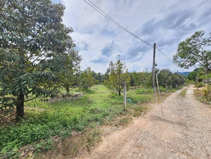 ขายที่ดินพร้อมสวนผลไม้ 5 ไร่  อำเภอนายายอาม จันทบุรี 10