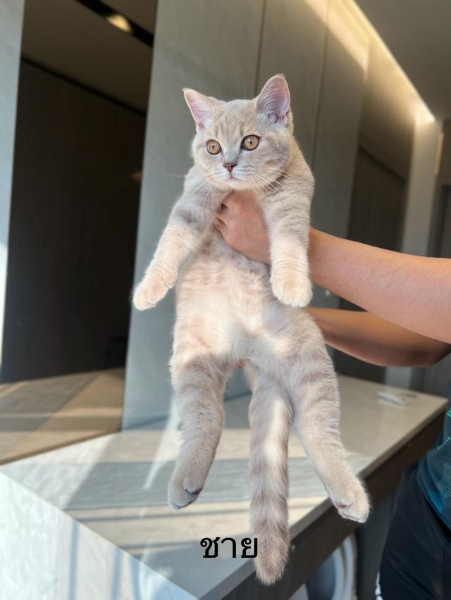 British Shorthair cat