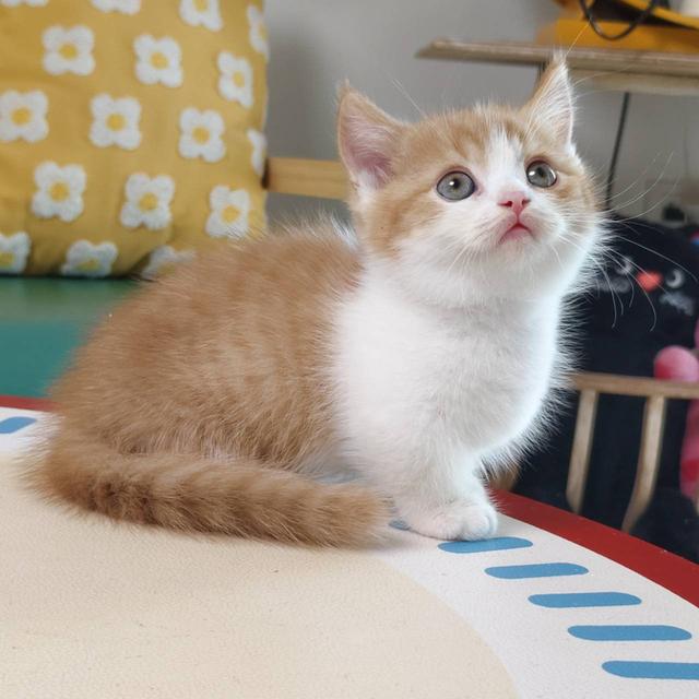 แมวมันช์กิ้น Munchkin short leg Oscat cattery chiangmai รูปที่ 13