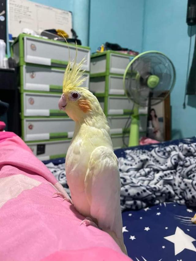 นกขนเหลืองสวยนุ่ม 2