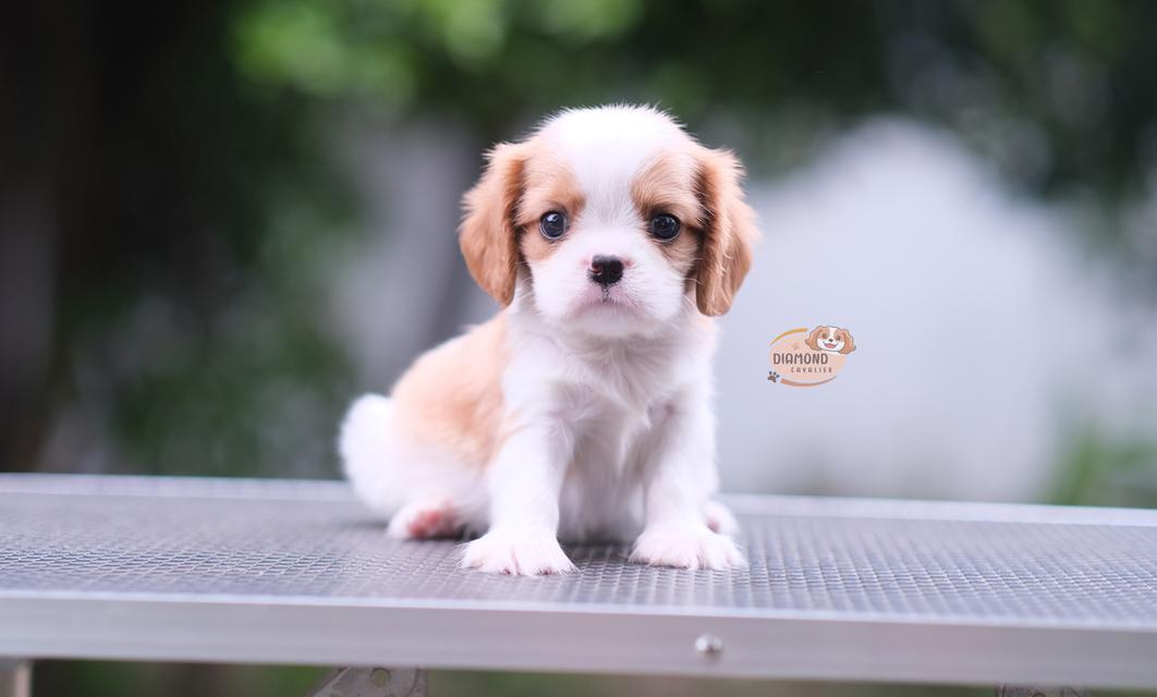 ลูกคาวาเลียร์ เพศผู้ ลูกพ่อไทยแชมป์