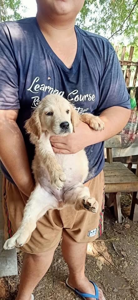 ลูก Golden Retriever ราคาน่ารัก