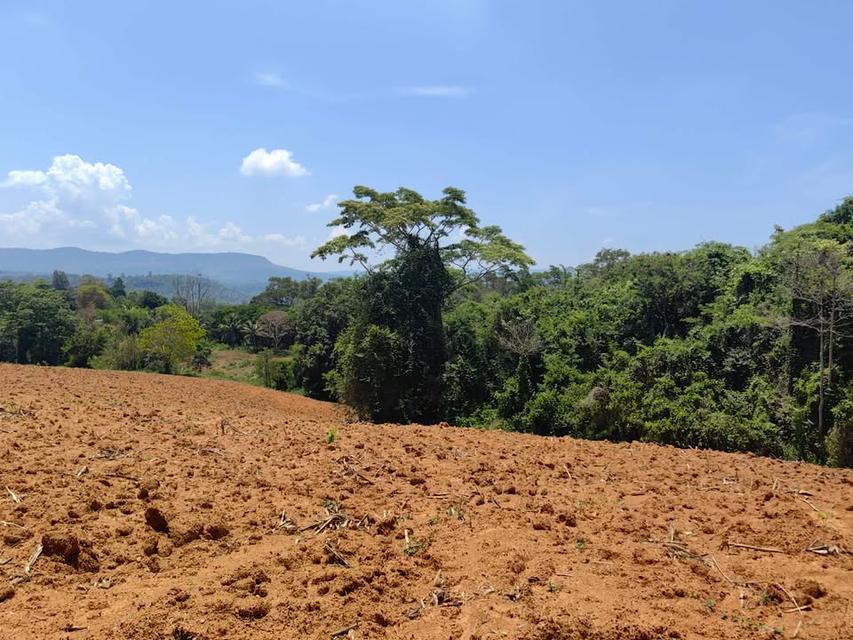 ที่ดินเปล่า 6 ไร่ 3 งาน 4.5 ล้าน บ.สวนห้อม อ.วังน้ำเขียว 11