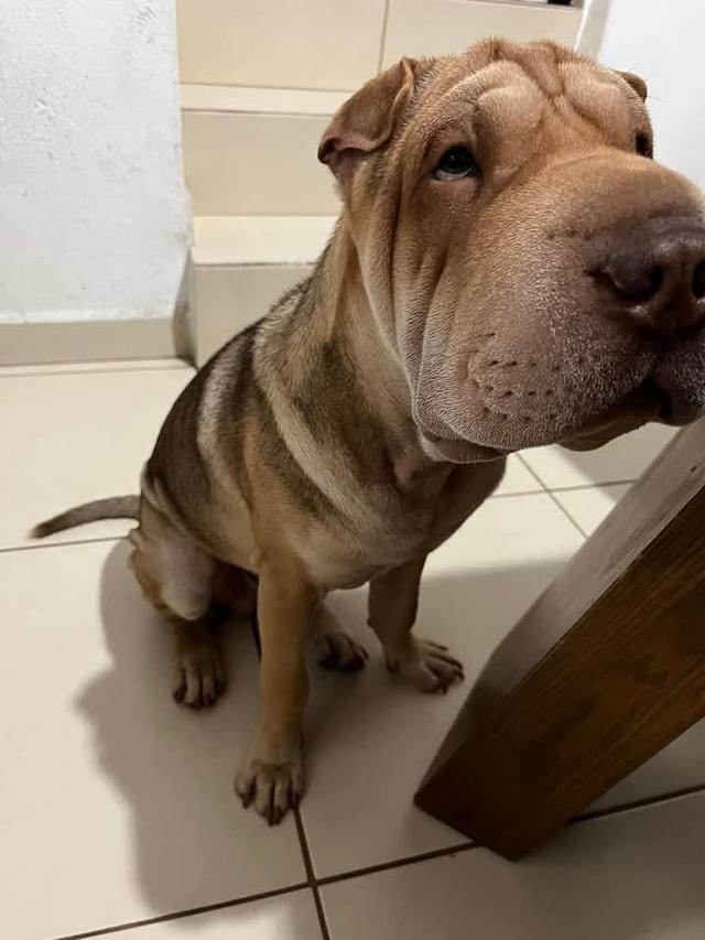 ขาย Shar Pei ขี้เล่น 3