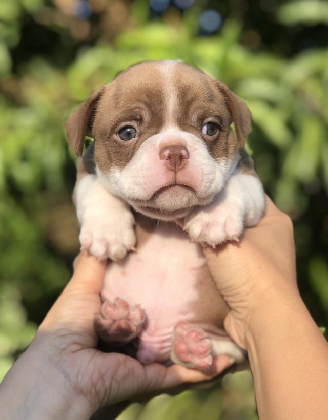 อเมริกันบูลลี่น่ารักๆ