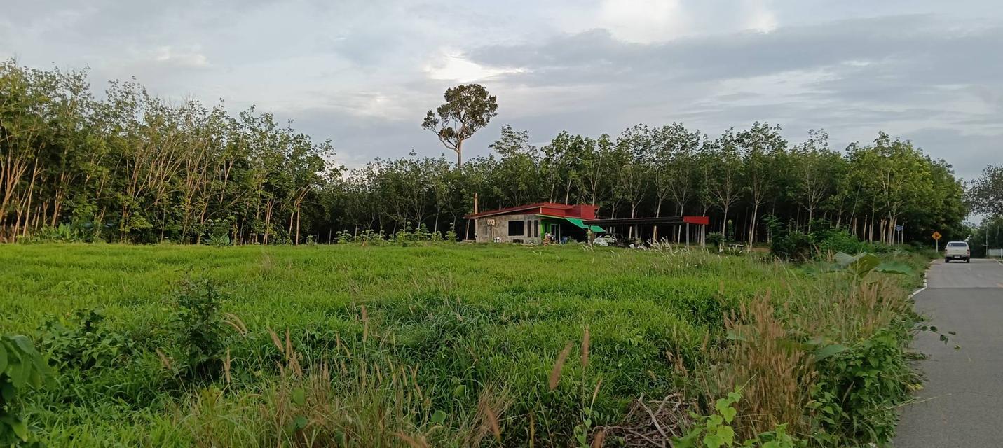 ที่ดินพร้อมบ้าน จำนวน 10 ไร่ 2