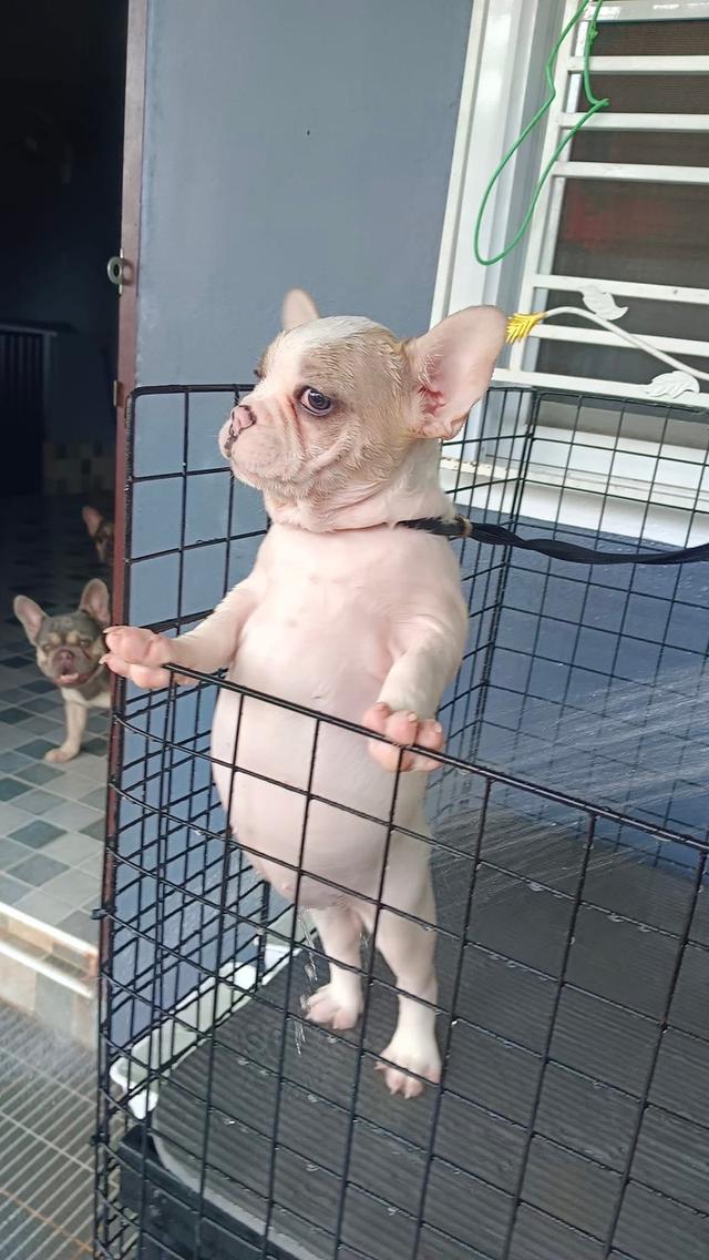 ขายสุนัข French Bulldog 2