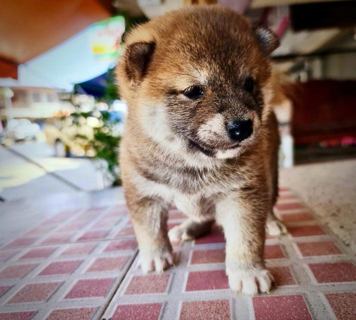 ลูกสุนัข SHIBA (ญ) 2