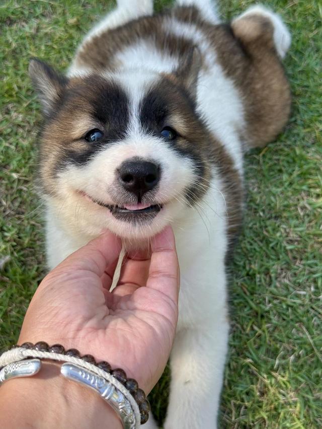 Japanese Spitz puppies
