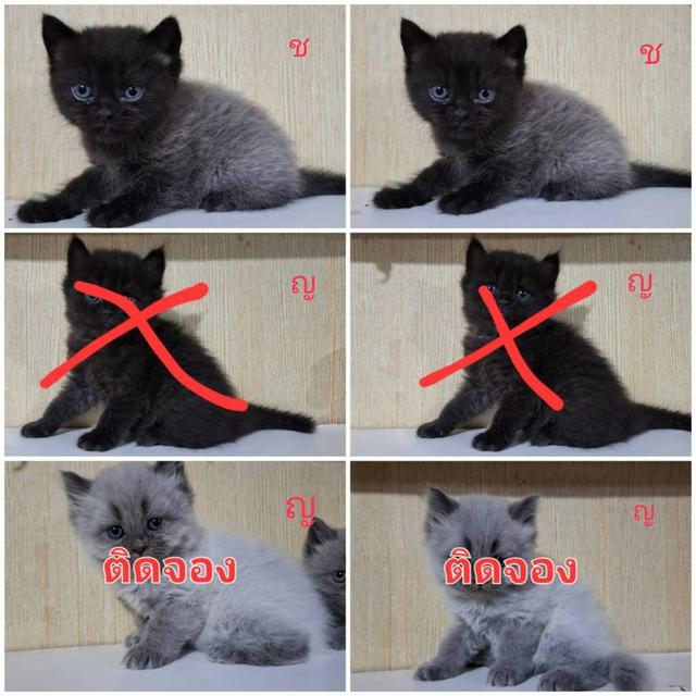 ลูกแมวบริติชเปอร์เซีย 6