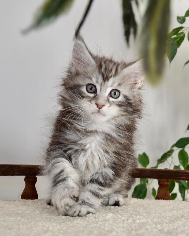 Maine Coon Kittens WhatsApp me : +66 63 826 3042