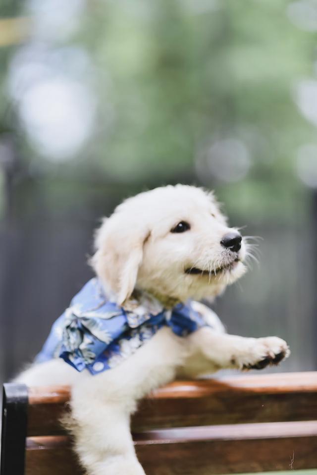 Golden Doodle(Female dog) 4