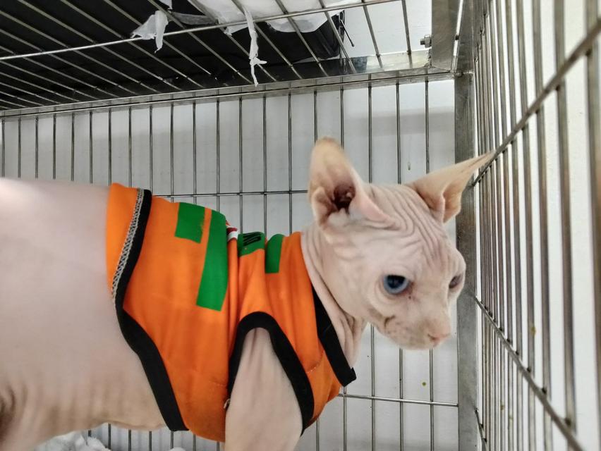 แมวสฟิ้งซ์ อายุ1ปี ยังไม่ทำหมัน 6