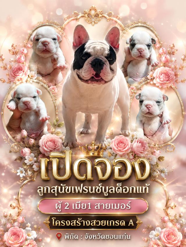 ลูกสุนัขสายเลือดเยี่ยม french bulldog