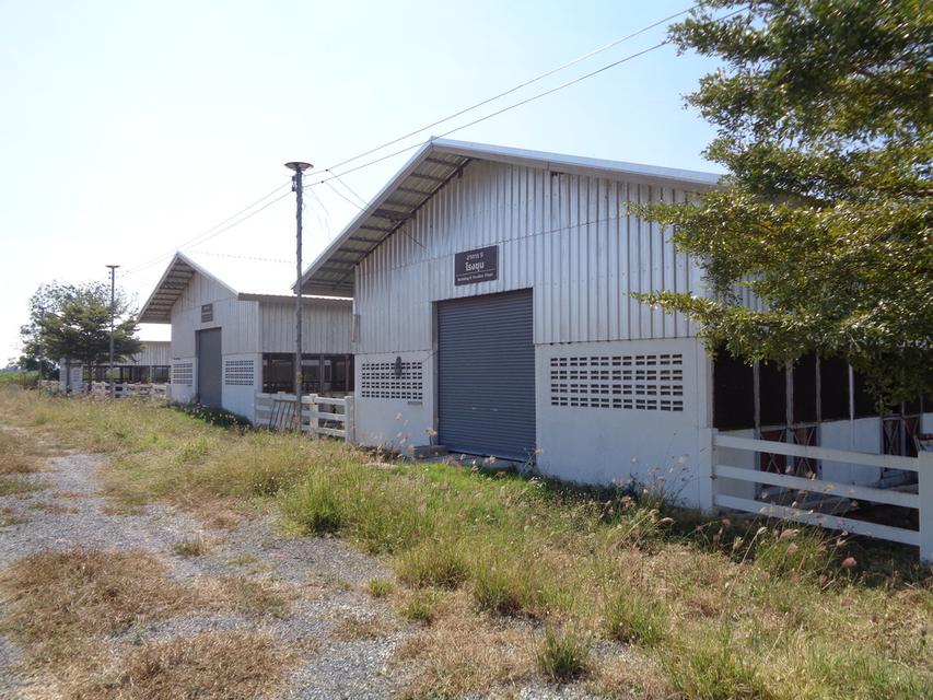 🚩 ขายที่ดิน พร้อมฟาร์มปศุสัตว์โครงสร้างครบ ขนาด 26 – 3 -19 ไร่ ตำบลสระจระเข้ อำเภอด่านขุนทด นครราชสีมา 7