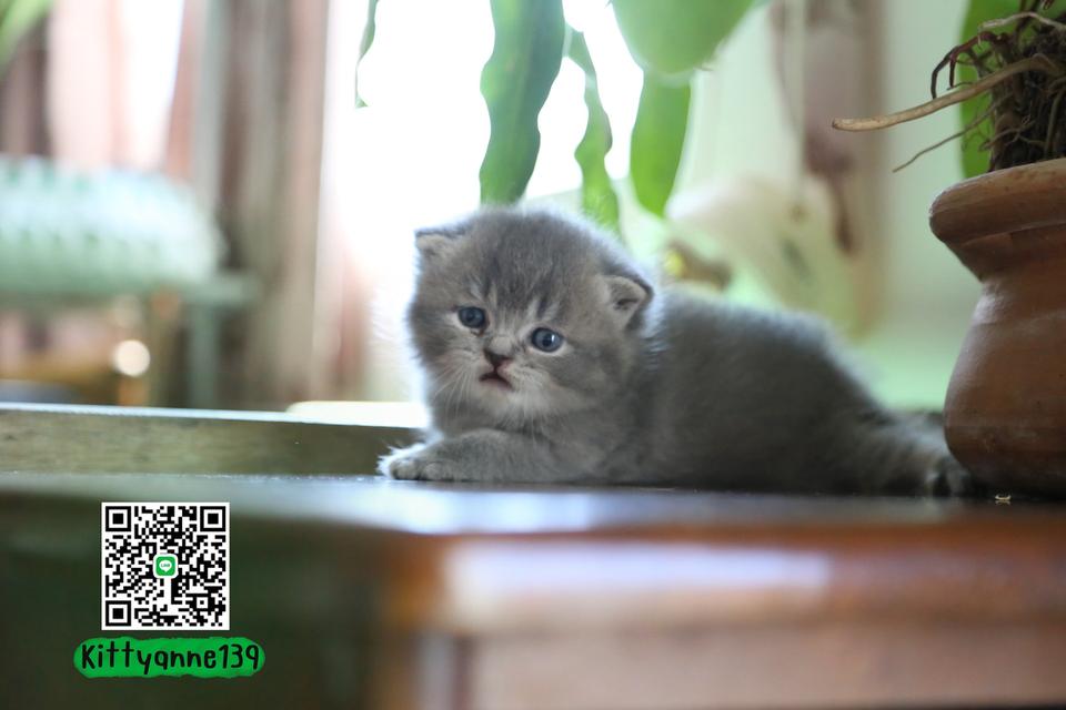แมวเปอร์เซียผสมบริติช รูปที่ 4