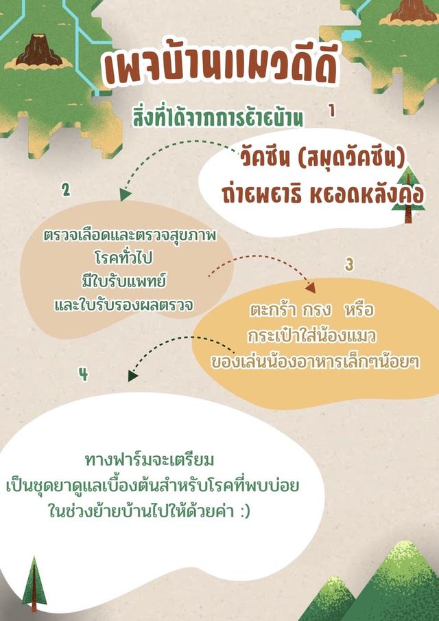 แมวแร็กดอล สาวน้อยคู่พ้อมย้าย รูปที่ 3