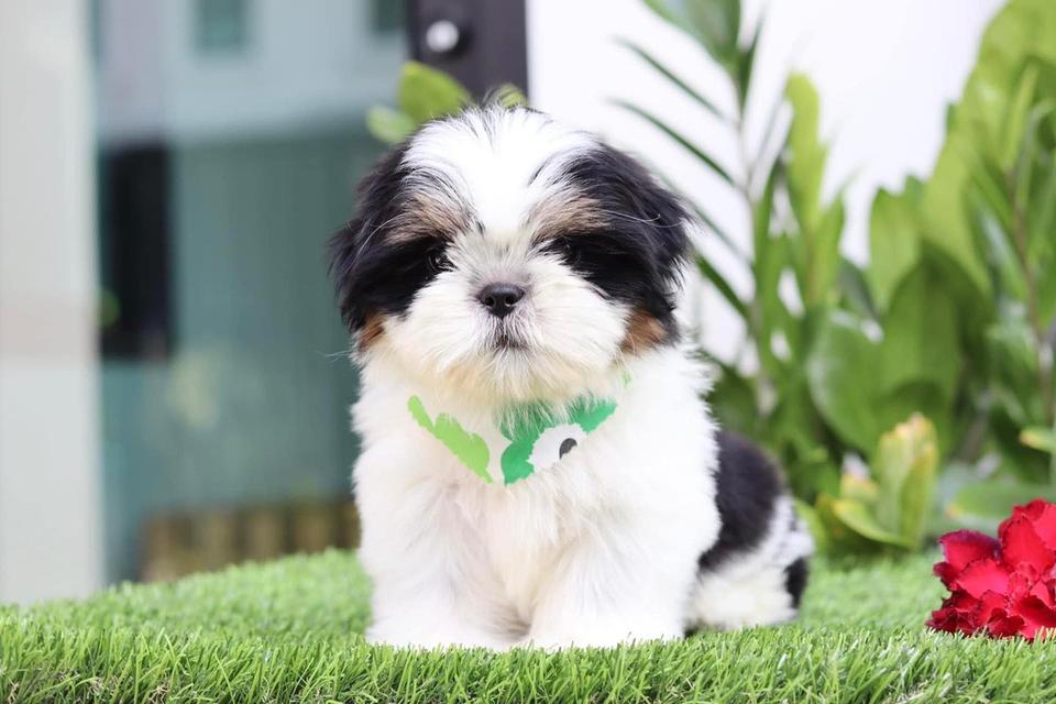 Shih Tzu Puppies for Sale