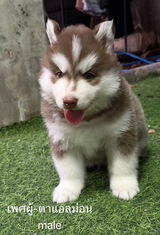 ลูกสุนัขไซบีเรียนฮัสกี้ รูปที่ 3