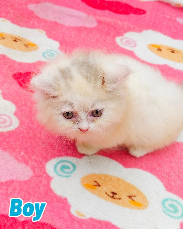 น้องเปอร์เซียพร้อมย้ายบ้านครับ 5