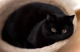 แมวบริติช ช็อตแฮร์ สีดำ 3